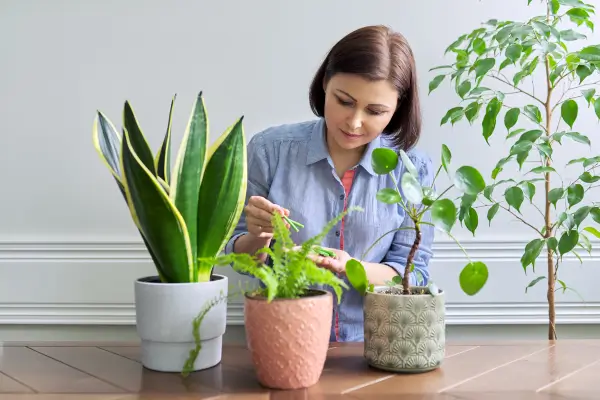 Aprenda a Fazer Um Incrível Adubo Caseiro para Nutrir suas Plantas