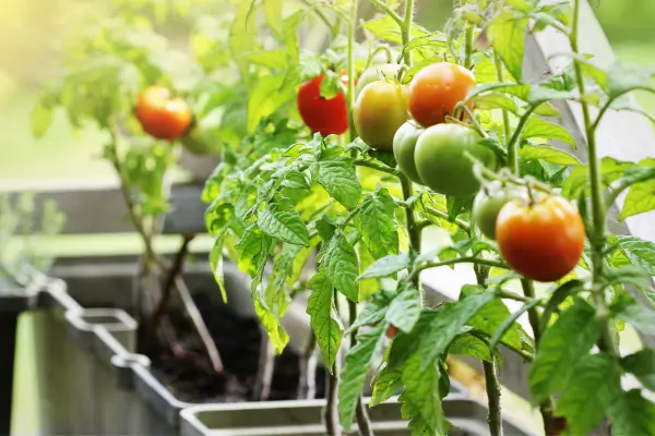 Como Plantar Tomate em Vaso: Tomate Orgânico à Sua Mesa